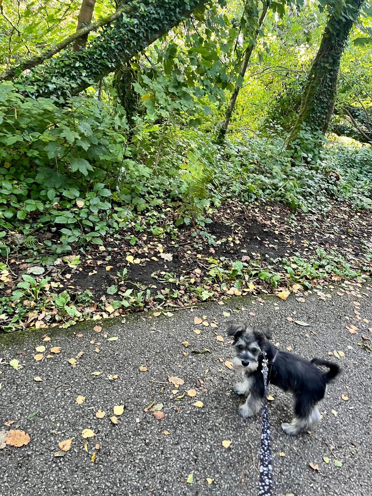 Dog walking in Neath countryside