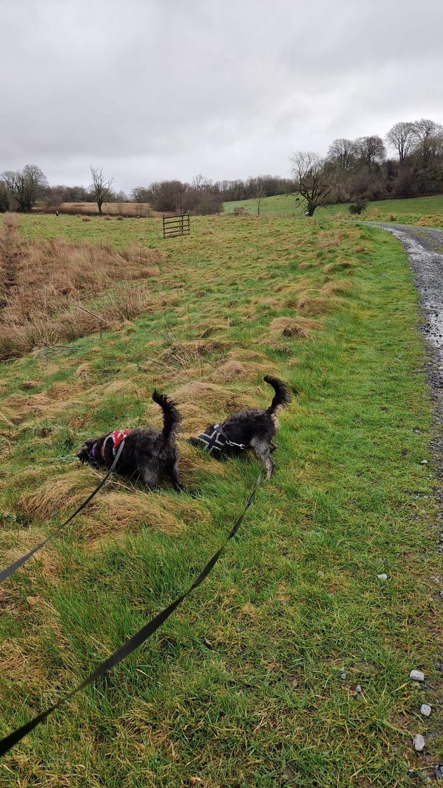 Group dog walking in Port Talbot