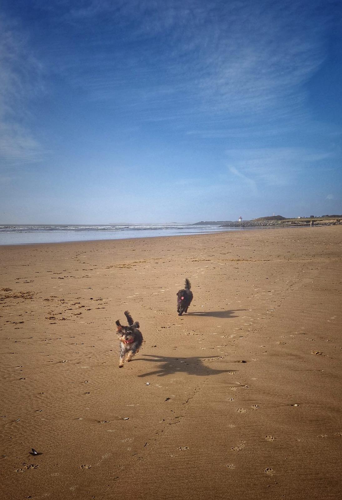Senior dog walking in Swansea